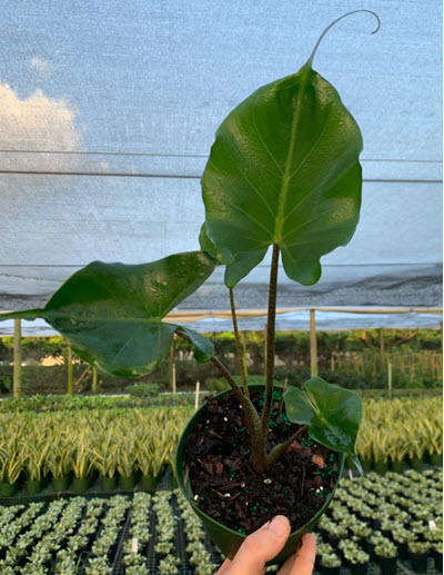 6" Alocasia Stingray